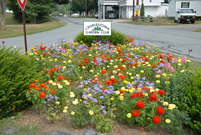 Charlestown, NH - Garden Club Flowers